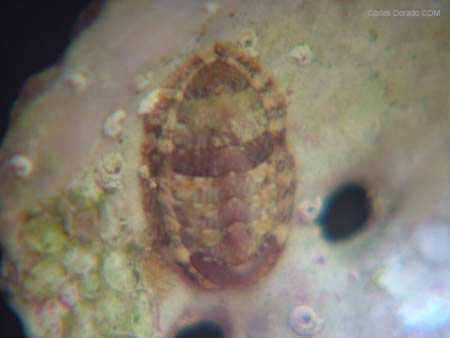 Chiton sp.